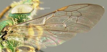 Media type: image;   Entomology 606441 Aspect: wing